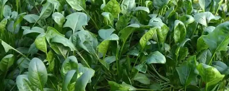 什么时候种秋波菜，8月份左右种植最佳