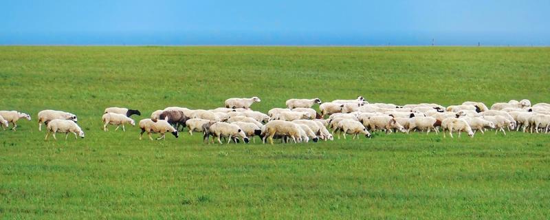 领头羊是母羊还是公羊,通常是公羊担任