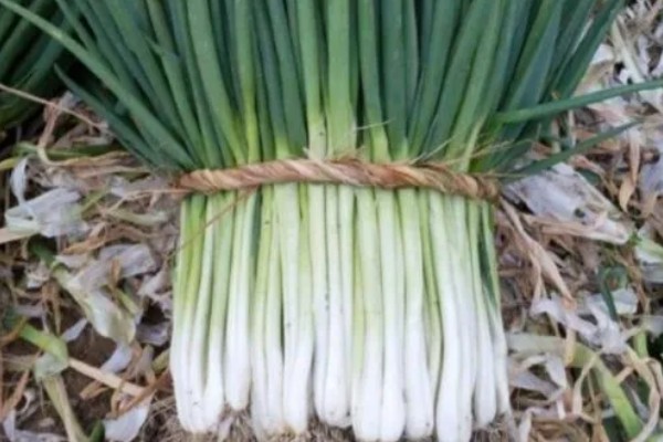 博美犬不能吃的东西,巧克力、牛奶等食物禁止饲喂