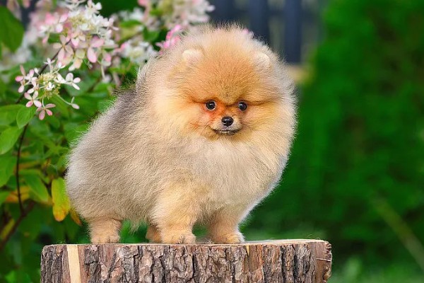 博美犬不能吃的东西,巧克力、牛奶等食物禁止饲喂