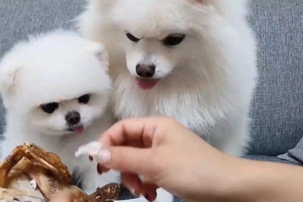 博美犬不能吃的东西,巧克力、牛奶等食物禁止饲喂