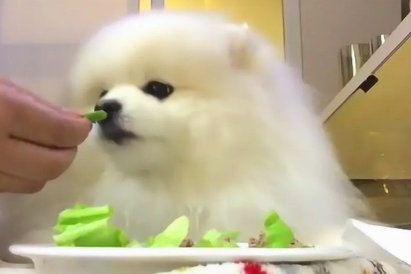 博美犬不能吃的东西,巧克力、牛奶等食物禁止饲喂