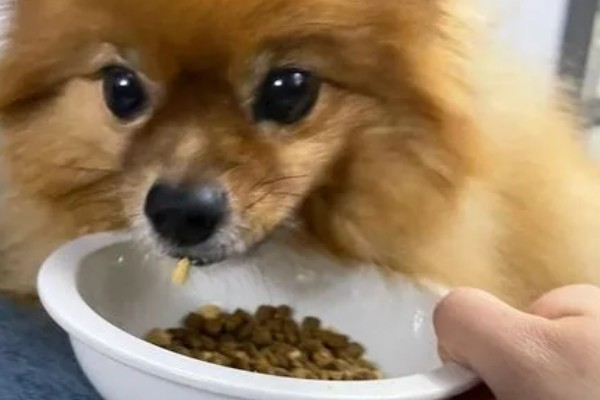 博美犬不能吃的东西,巧克力、牛奶等食物禁止饲喂