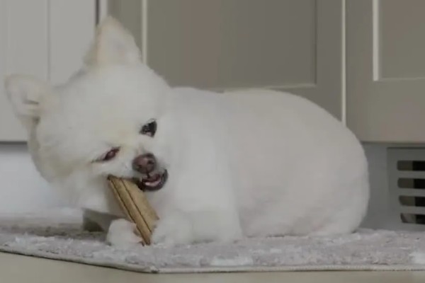 博美犬不能吃的东西,巧克力、牛奶等食物禁止饲喂