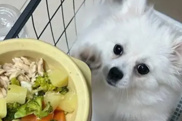 博美犬不能吃的东西,巧克力、牛奶等食物禁止饲喂