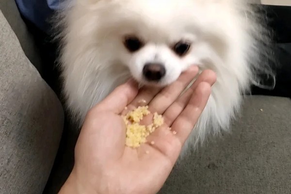 博美犬不能吃的东西,巧克力、牛奶等食物禁止饲喂