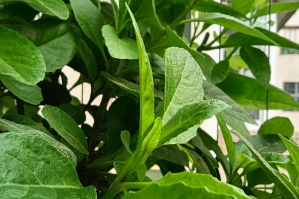 降糖草的简介，属于白子菜的全草