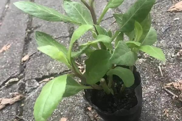 降糖草的简介，属于白子菜的全草