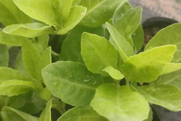 降糖草的简介，属于白子菜的全草