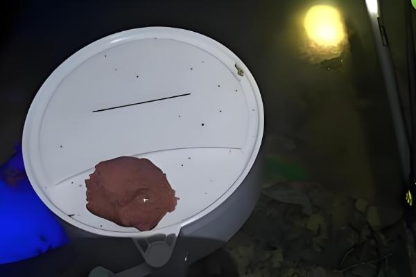 晚上钓鲤鱼怎么钓，选择甜味和清香味的食物作为饵料