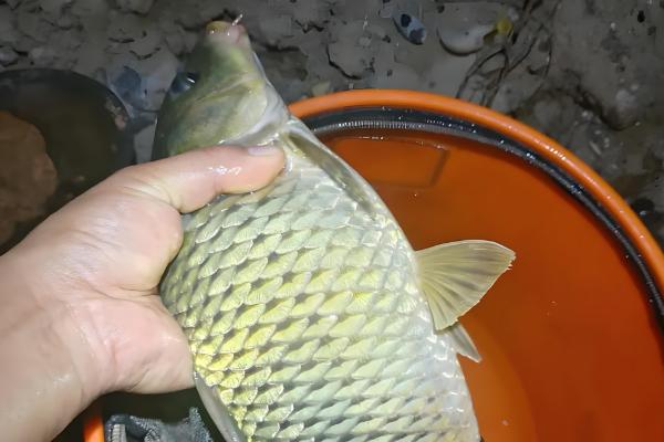 晚上钓鲤鱼怎么钓，选择甜味和清香味的食物作为饵料