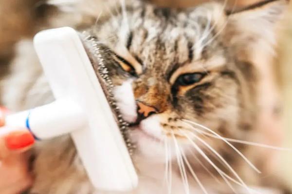 猫虱子的灭杀方法，以下六招都有不错的效果