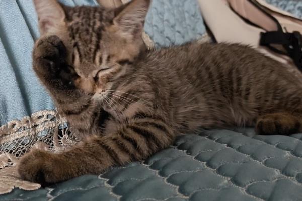 猫虱子的灭杀方法，以下六招都有不错的效果