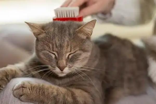 猫虱子的灭杀方法，以下六招都有不错的效果