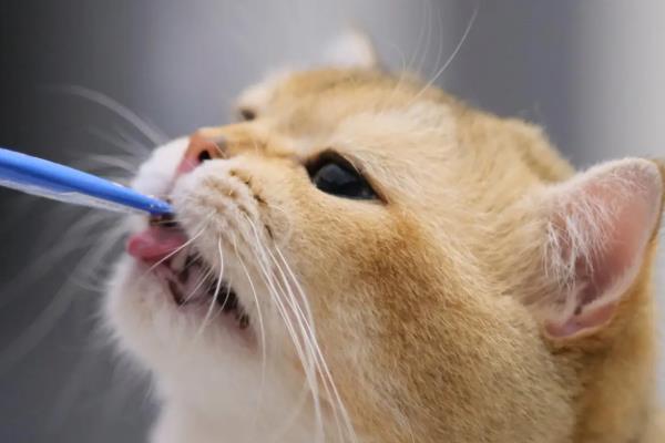 猫虱子的灭杀方法，以下六招都有不错的效果