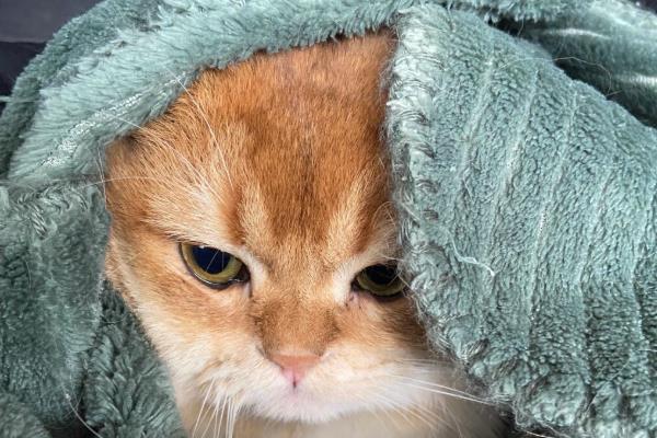 猫虱子的灭杀方法，以下六招都有不错的效果