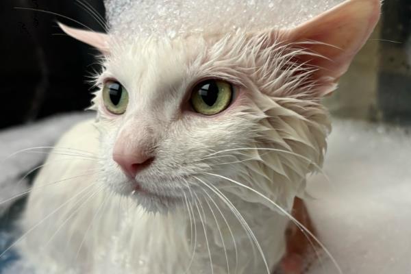 猫虱子的灭杀方法，以下六招都有不错的效果