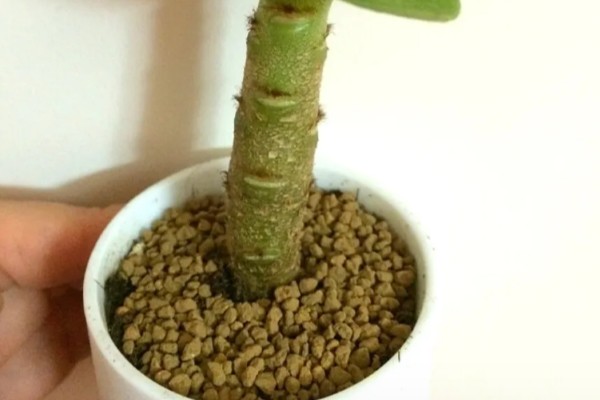 金钱木光杆如何处理，浇水过多要剪除烂根并消毒重栽