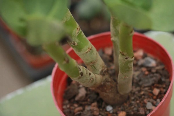 金钱木光杆如何处理，浇水过多要剪除烂根并消毒重栽