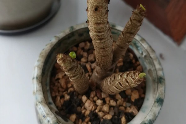 金钱木光杆如何处理，浇水过多要剪除烂根并消毒重栽