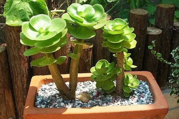 金钱木光杆如何处理，浇水过多要剪除烂根并消毒重栽