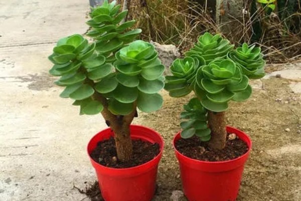 金钱木光杆如何处理，浇水过多要剪除烂根并消毒重栽