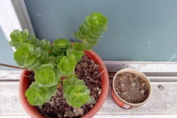 金钱木光杆如何处理，浇水过多要剪除烂根并消毒重栽