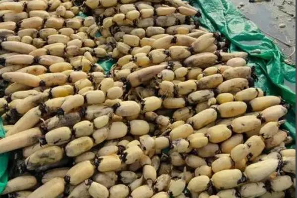 武汉的优质土特产介绍，保丰绿茶深受国际友人喜爱