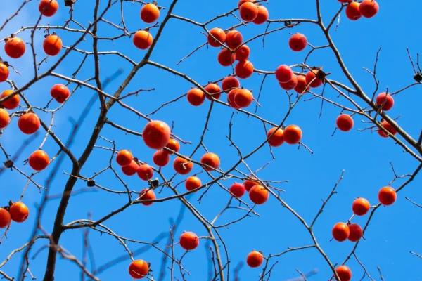 武汉的优质土特产介绍，保丰绿茶深受国际友人喜爱