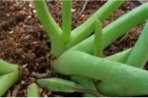 奔龙多肉的扦插方法,对枝条涂抹生根粉再插入土壤中