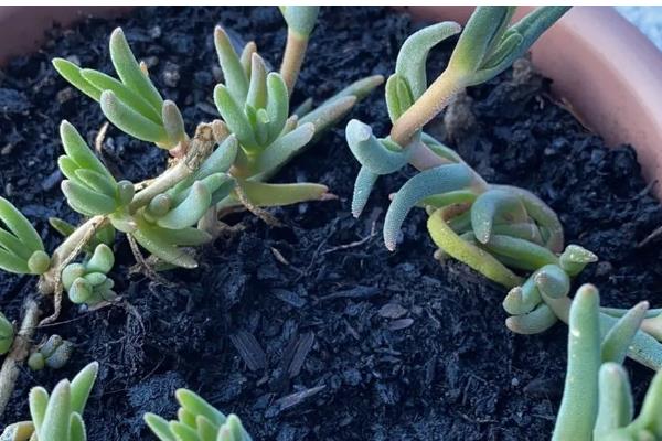 奔龙多肉的扦插方法,对枝条涂抹生根粉再插入土壤中