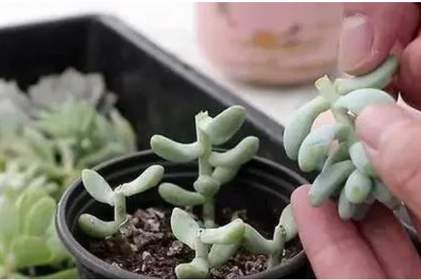 奔龙多肉的扦插方法,对枝条涂抹生根粉再插入土壤中