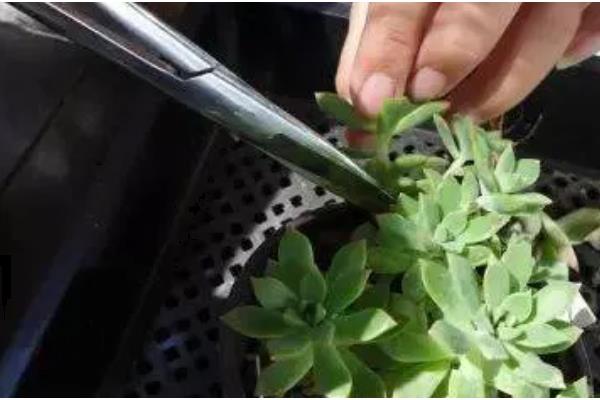 奔龙多肉的扦插方法,对枝条涂抹生根粉再插入土壤中