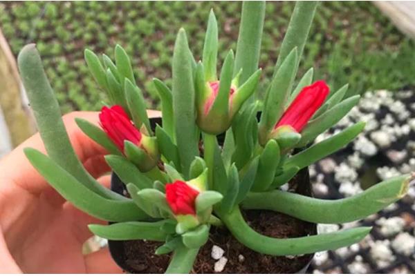 奔龙多肉的扦插方法,对枝条涂抹生根粉再插入土壤中