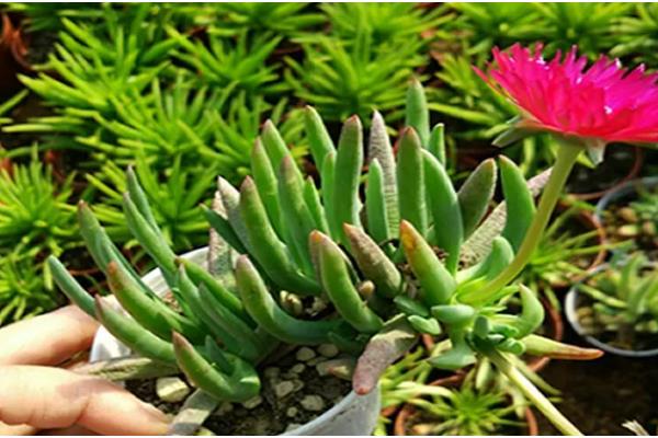 奔龙多肉的扦插方法,对枝条涂抹生根粉再插入土壤中