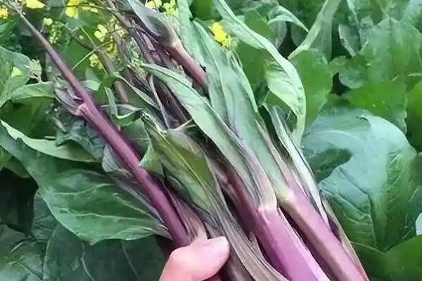 武汉的优质土特产介绍，保丰绿茶深受国际友人喜爱