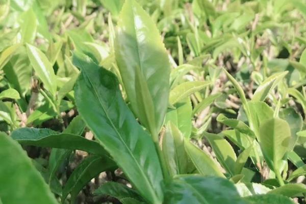 武汉的优质土特产介绍，保丰绿茶深受国际友人喜爱