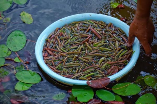 武汉的优质土特产介绍，保丰绿茶深受国际友人喜爱