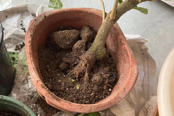 三角梅夏天换盆要注意什么,剪除烂根并带着旧土移栽