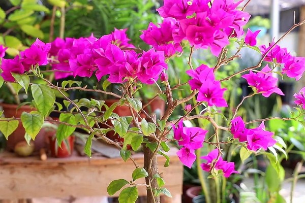 三角梅夏天换盆要注意什么,剪除烂根并带着旧土移栽
