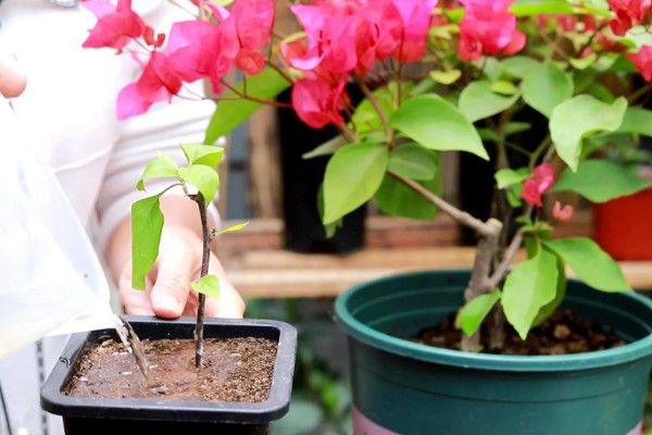 三角梅夏天换盆要注意什么,剪除烂根并带着旧土移栽