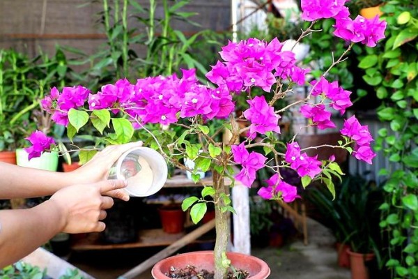 三角梅夏天换盆要注意什么,剪除烂根并带着旧土移栽