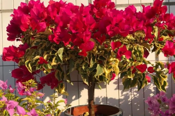 三角梅夏天换盆要注意什么,剪除烂根并带着旧土移栽