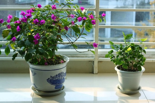 三角梅夏天换盆要注意什么,剪除烂根并带着旧土移栽