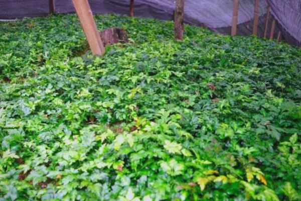 武汉的优质土特产介绍，保丰绿茶深受国际友人喜爱