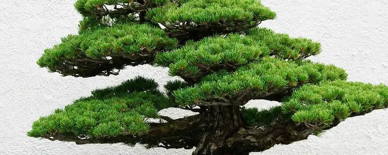 罗汉松过多久能长大，幼苗期大约为1-5年