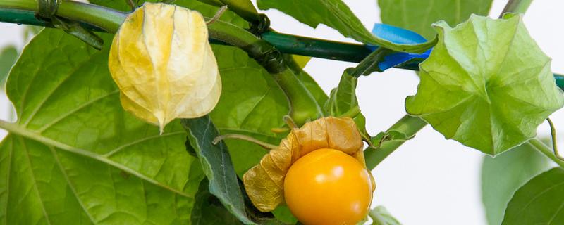 姑娘果是什么,学名是灯笼果