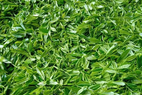 武汉的优质土特产介绍，保丰绿茶深受国际友人喜爱