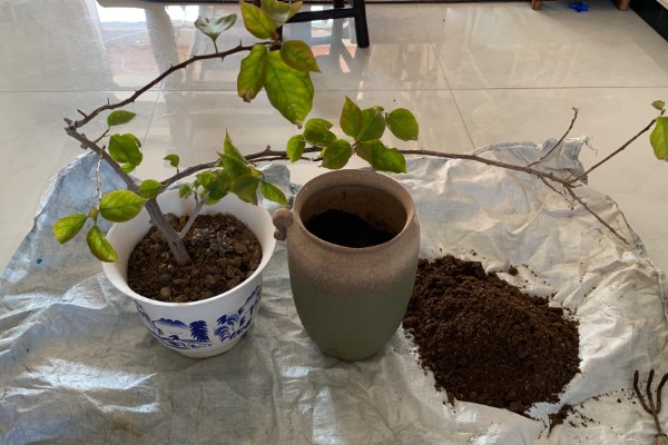 三角梅夏天换盆要注意什么,剪除烂根并带着旧土移栽