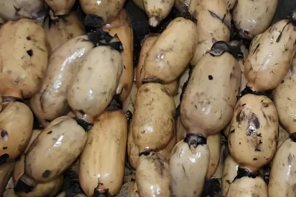 湖北浠水县的特产,茅山螃蟹畅销沿海城市